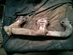 Passenger Exhaust Manifold 8-305 5.0L 2BC Fits 71-81 Chevrolet 10 Van 174434. Fixed Price $70.00.